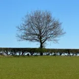 Arbore solitar situat în proximitatea unui gard viu la marginea câmpului