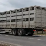 Camion cu porci transportați ilegal