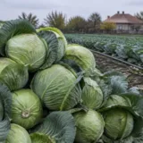 Preț varză la producător în Dâmbovița