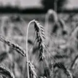 O fotografie alb-negru în plan apropiat (macro) cu un spic de grâu curbat în prim-plan, pe fundalul unui câmp de grâu ușor defocalizat