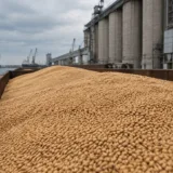 Transport de soia într-un terminal portuar de cereale