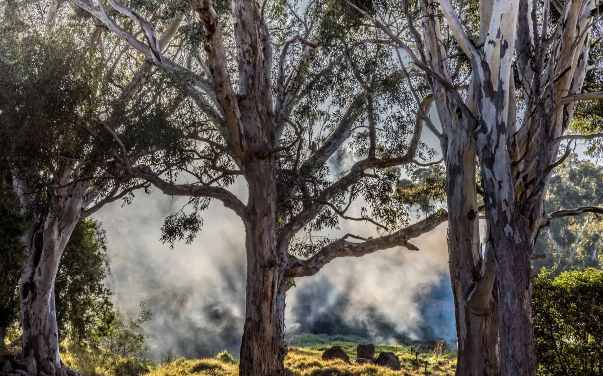 Prevenirea incendiilor de pădure