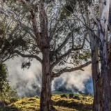 Prevenirea incendiilor de pădure