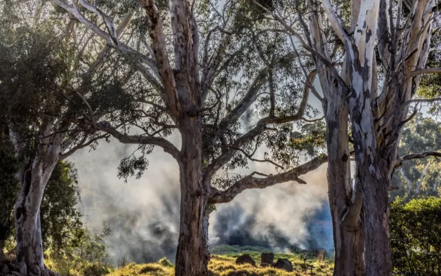 Prevenirea incendiilor de pădure