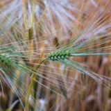 Spice verzi de orz cultivate pe un câmp agricol