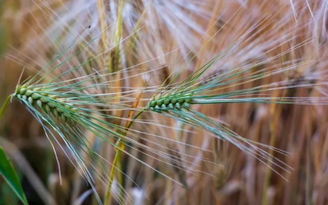 Spice verzi de orz cultivate pe un câmp agricol