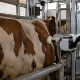 Robotul administrând vaccin fără ac