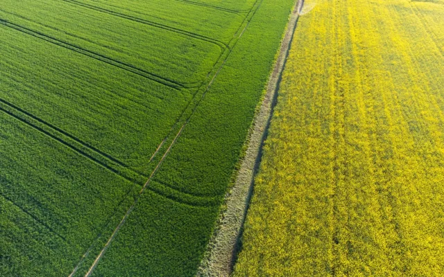 Câmp de rapiță înflorit lângă o cultură de cereale verzi