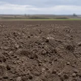 Teren pregătit pentru semănat în Dolj