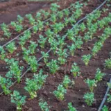 Sistem de irigare prin picurare