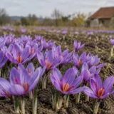 Cultură de șofran din Bihor