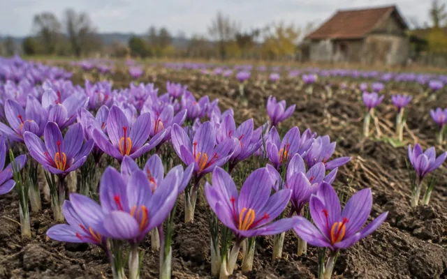 Cultură de șofran din Bihor