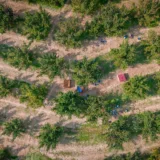 Livadă pentru subvenții agricultură ecologică