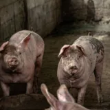 Transport ilegal de porcine