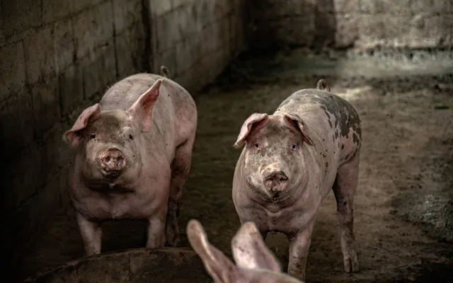 Transport ilegal de porcine