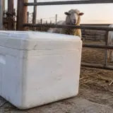 Lada frigorifică pentru vaccinarea oilor