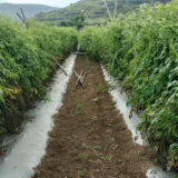 Valoarea producției agricole vegetale