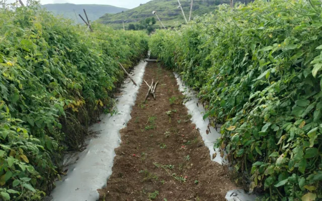 Valoarea producției agricole vegetale