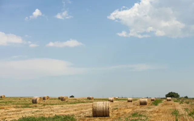 Valoarea producției agricole pe câmp