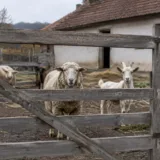 Ovine și caprine în Neamț