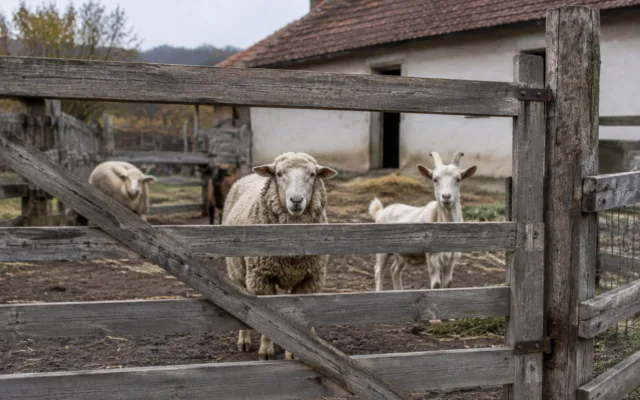 Ovine și caprine în Neamț